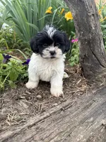 Claire, a female Shih Tzu for sale in Knoxville, IA – 2 of 3