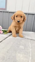 Milo, a male Golden Retriever for sale in Knoxville, IA – 3 of 4