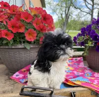 Zara, a female Shih Tzu for sale in Knoxville, IA – 2 of 4