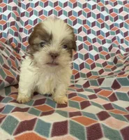 Liam, a male Shih Tzu for sale in Knoxville, IA – 1 of 5