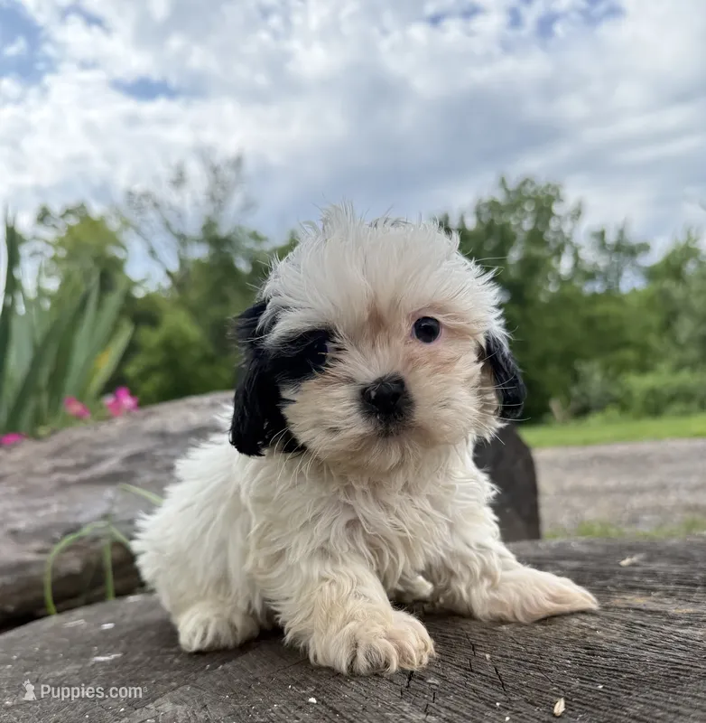 Cici – Shih Tzu puppy for sale in Knoxville, IA