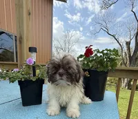 Sam, a male Shih Tzu for sale in Knoxville, IA – 2 of 4