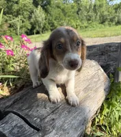 Brenda, a female Miniature Dachshund for sale in Knoxville, IA – 4 of 4