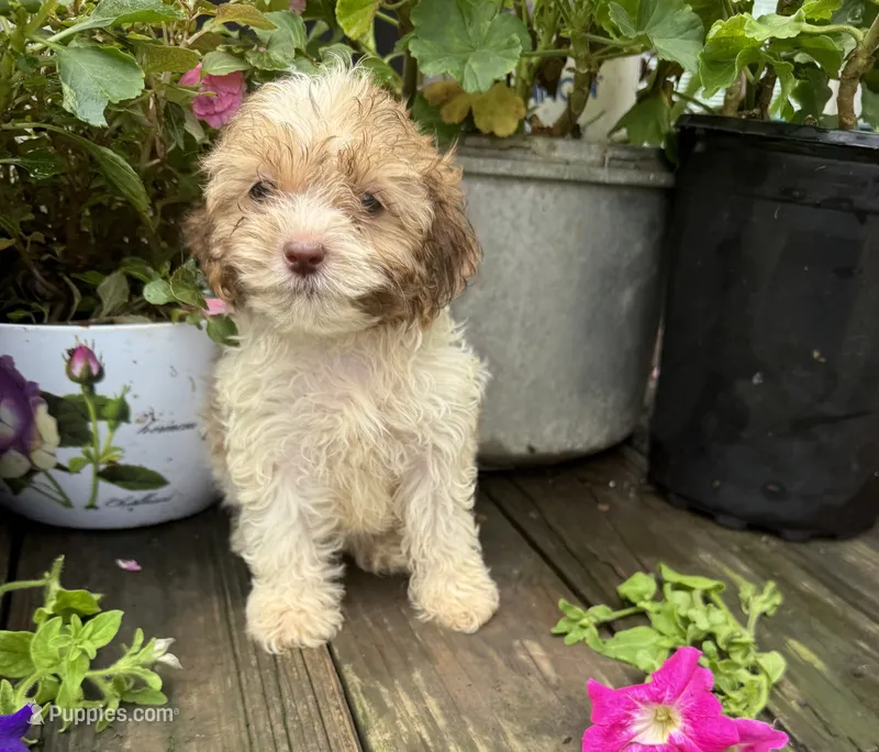 Lila – Shih Tzu, Poodle - Toy  puppy for sale in Knoxville, IA