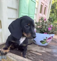Billy, a male Miniature Dachshund for sale in Knoxville, IA – 2 of 4