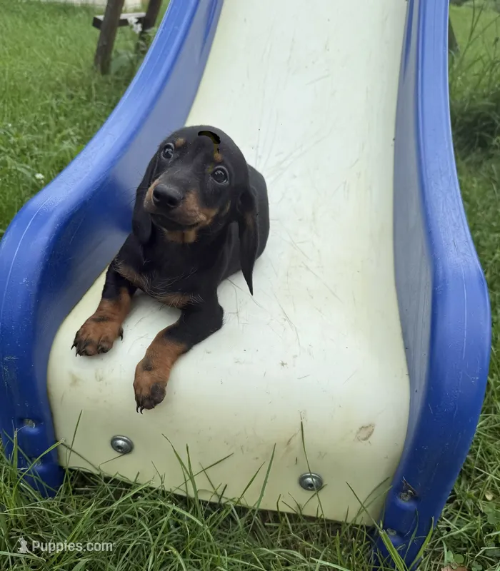 Lily  – Dachshund puppy for sale in Knoxville, IA