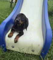 Lily , a female Dachshund for sale in Knoxville, IA – 1 of 3
