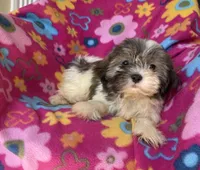 Lucy, a female Shih Tzu for sale in Knoxville, IA – 4 of 5