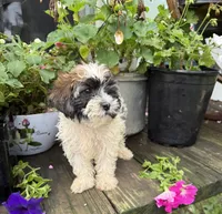 Zoey , a female Shih Tzu and Poodle - Toy  for sale in Knoxville, IA – 2 of 4