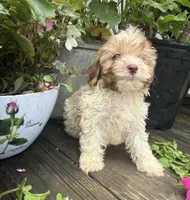 Lila, a female Shih Tzu and Poodle - Toy  for sale in Knoxville, IA – 2 of 4