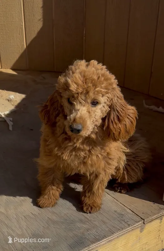 Molly, a female Goldendoodle and Poodle - Toy  for sale in Knoxville, IA – 1 of 5