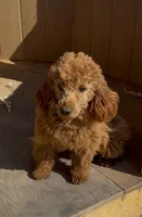 Molly, a female Goldendoodle and Poodle - Toy  for sale in Knoxville, IA – 1 of 5