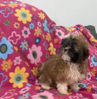 Daisy , a female Shih Tzu for sale in Knoxville, IA – 3 of 4