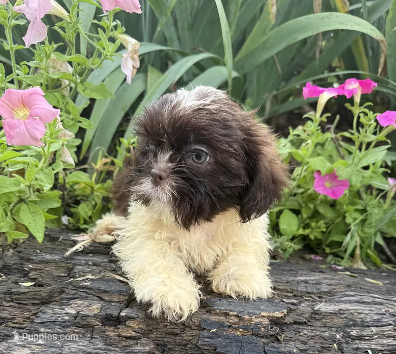 Buddy – Shih Tzu puppy for sale in Knoxville, IA