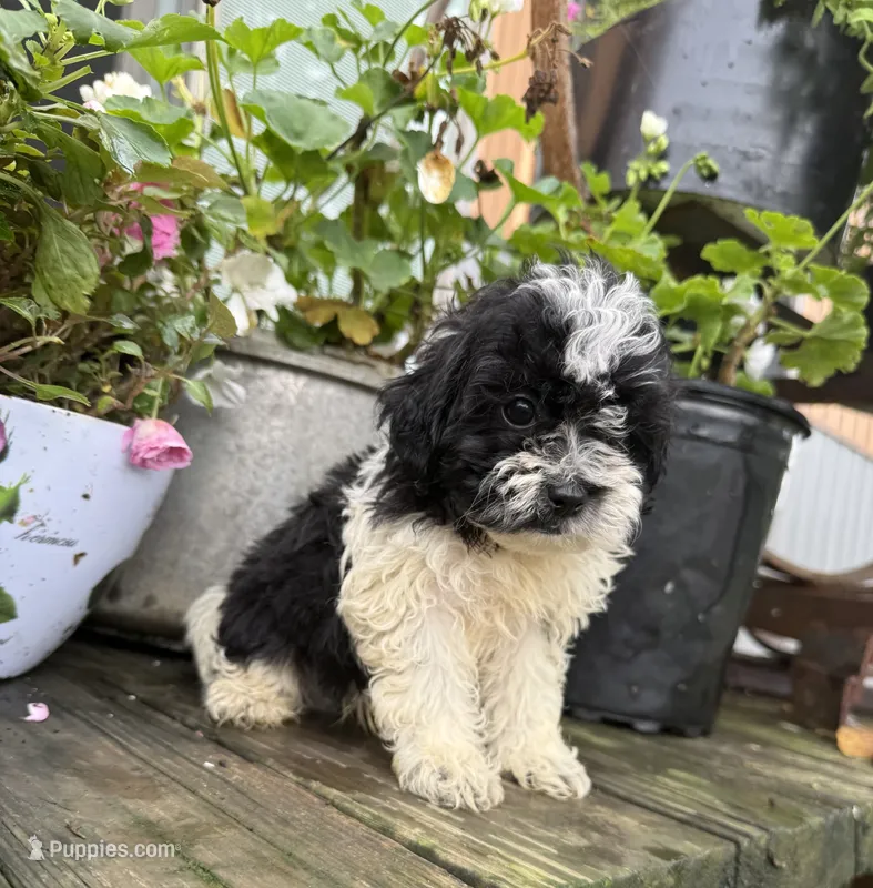 Buddy  – Shih Tzu, Poodle - Miniature  puppy for sale in Knoxville, IA