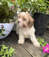 Bella, a female Shih Tzu and Poodle - Miniature  for sale in Knoxville, IA – 4 of 4