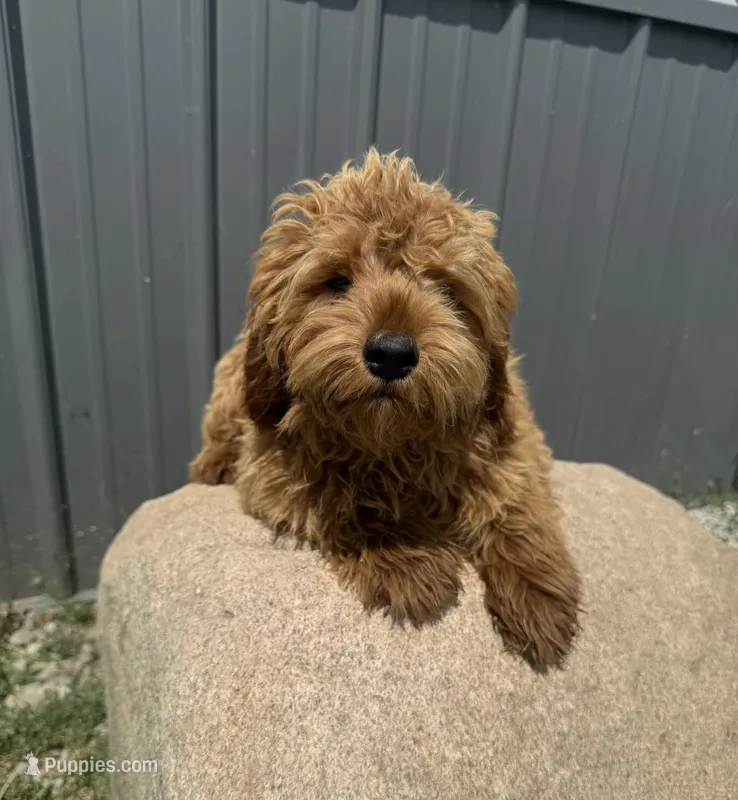 Riri – Goldendoodle, Poodle - Toy  puppy for sale in Knoxville, IA