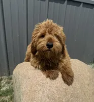 Riri, a female Goldendoodle and Poodle - Toy  for sale in Knoxville, IA – 1 of 3