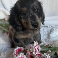 Marco, a male Dachshund for sale in Knoxville, IA – Photo 3 of 4