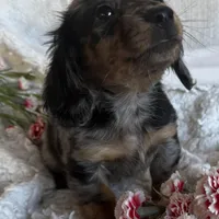 Marco, a male Dachshund for sale in Knoxville, IA – Photo 1 of 4