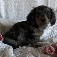 Marco, a male Dachshund for sale in Knoxville, IA – Photo 4 of 4