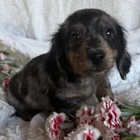 Marco, a male Dachshund for sale in Knoxville, IA – Photo 2 of 4