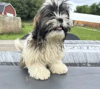 Daisy , a female Shih Tzu for sale in Knoxville, IA – 2 of 4