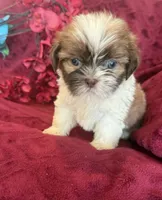 Lily, a female Shih Tzu for sale in Knoxville, IA – 4 of 4