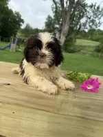 Milo, a male Shih Tzu for sale in Knoxville, IA – 4 of 4