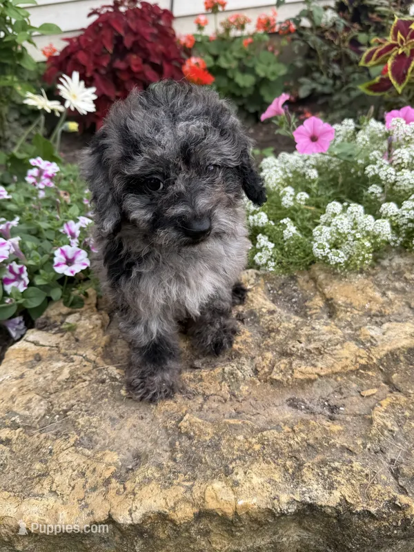 Bailey – Poodle - Toy  puppy for sale in Knoxville, IA