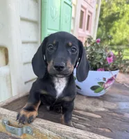 Billy, a male Miniature Dachshund for sale in Knoxville, IA – 4 of 4