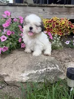 Sally, a female Shih Tzu for sale in Knoxville, IA – 3 of 3