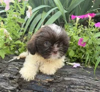 Sunny, a female Shih Tzu for sale in Knoxville, IA – 4 of 5