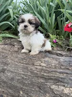 Coco, a female Shih Tzu for sale in Knoxville, IA – 2 of 4