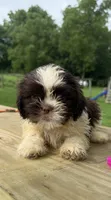 Milo, a male Shih Tzu for sale in Knoxville, IA – 2 of 4
