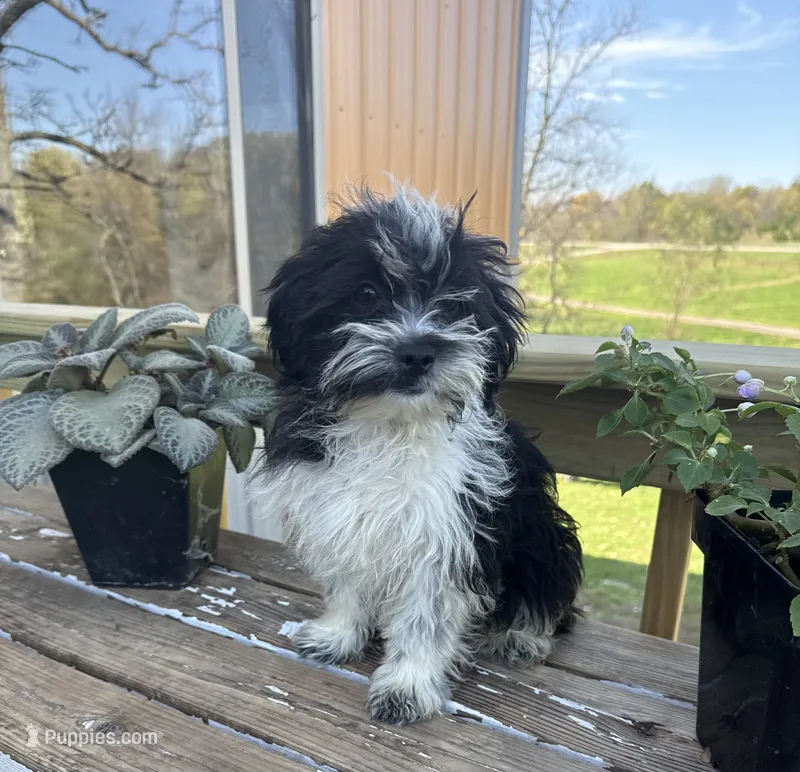 Bandit – Shih Tzu, Poodle - Miniature  puppy for sale in Knoxville, IA