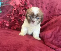 Lily, a female Shih Tzu for sale in Knoxville, IA – 2 of 4