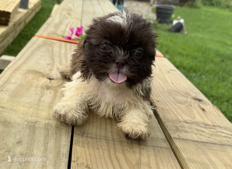 Sunny – Shih Tzu puppy for sale in Knoxville, IA