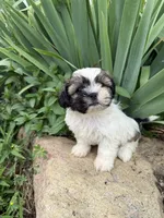 Caleb, a male Shih Tzu for sale in Knoxville, IA – 4 of 5