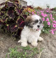 Lincoln, a male Shih Tzu for sale in Knoxville, IA – 4 of 4