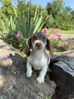 Brenda, a female Miniature Dachshund for sale in Knoxville, IA – 3 of 4