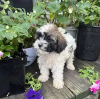 Zoey , a female Shih Tzu and Poodle - Toy  for sale in Knoxville, IA – 3 of 4