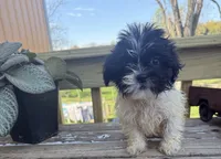 Milo, a male Bichon Frise and Shih Tzu for sale in Knoxville, IA – 3 of 5