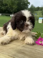 Milo, a male Shih Tzu for sale in Knoxville, IA – 1 of 4