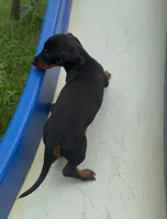 Lily , a female Dachshund for sale in Knoxville, IA – 2 of 3