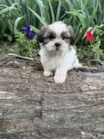 Coco, a female Shih Tzu for sale in Knoxville, IA – 3 of 4