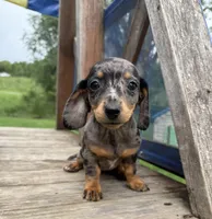 Alma, a female Miniature Dachshund for sale in Knoxville, IA – 3 of 5