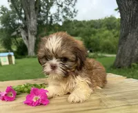 Liam, a male Shih Tzu for sale in Knoxville, IA – 1 of 4
