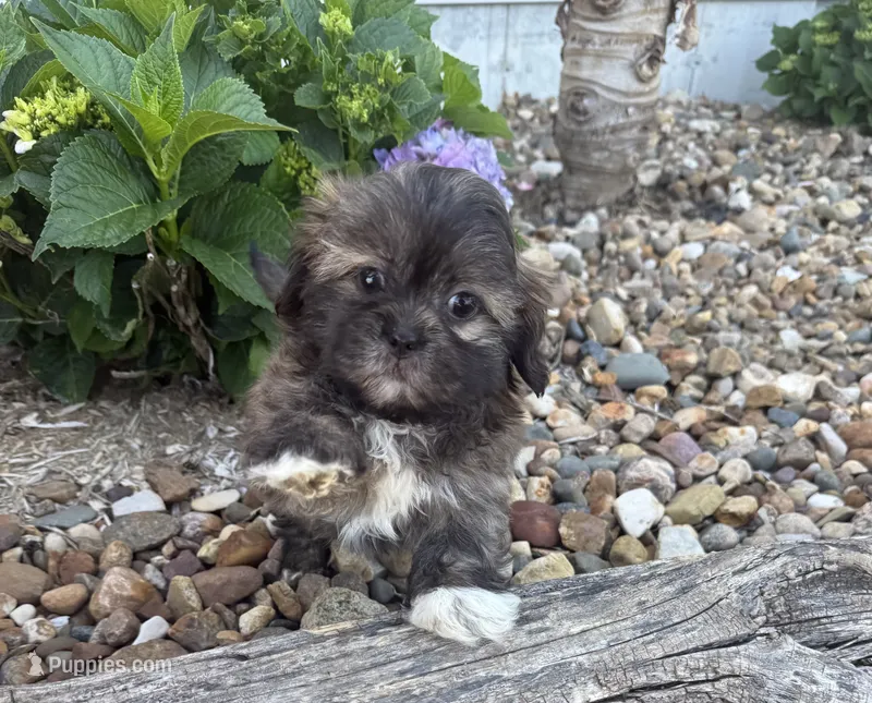 Ricky  – Shih Tzu puppy for sale in Knoxville, IA