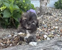 Ricky , a male Shih Tzu for sale in Knoxville, IA – 1 of 5